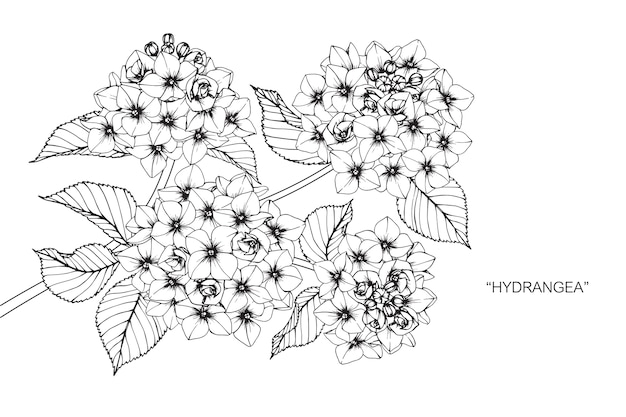 Vettore illustrazione dell'illustrazione del fiore del hydrangea