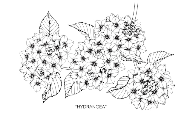 Hydrangea flower drawing illustration.