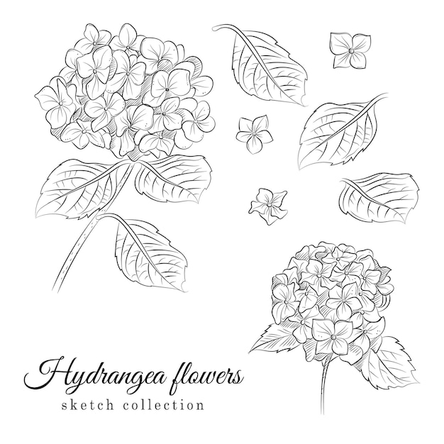 Vector hydrangea flowers flat vector collection