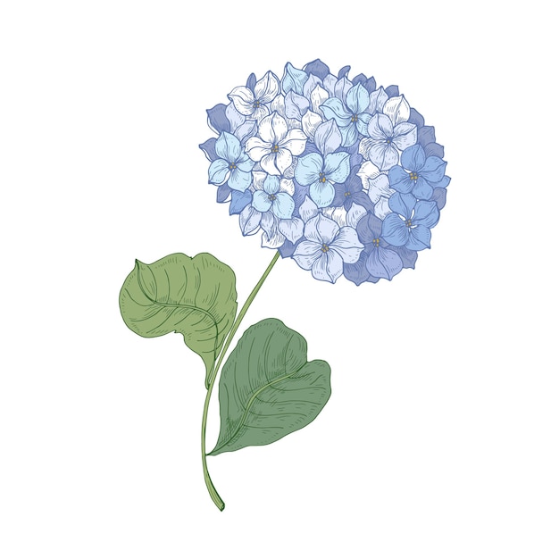 Vector hydrangea hortensia of hortensia bloeiende bloem die op witte achtergrond wordt geïsoleerd. gedetailleerde natuurlijke tekening van siertuin bloeiende plant.