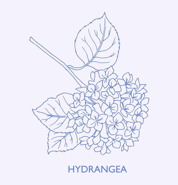 Vector hydrangea logo trendy botanical elements hand drawn line leaves and flowers line art