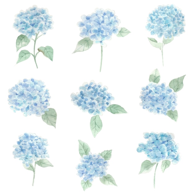 Hydrangea Watercolor Flower Clip Art Collection