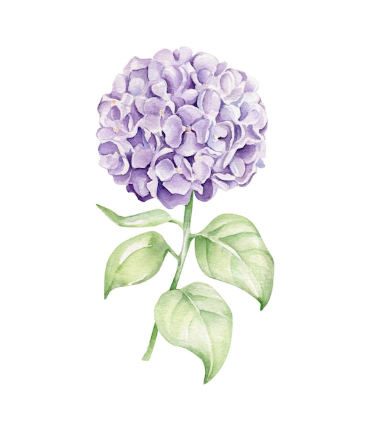 Hydrangea