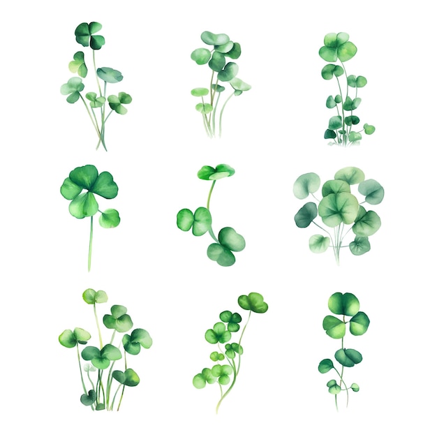 Hydrocotyle nepalensisWatercolor set of green leaves of clover