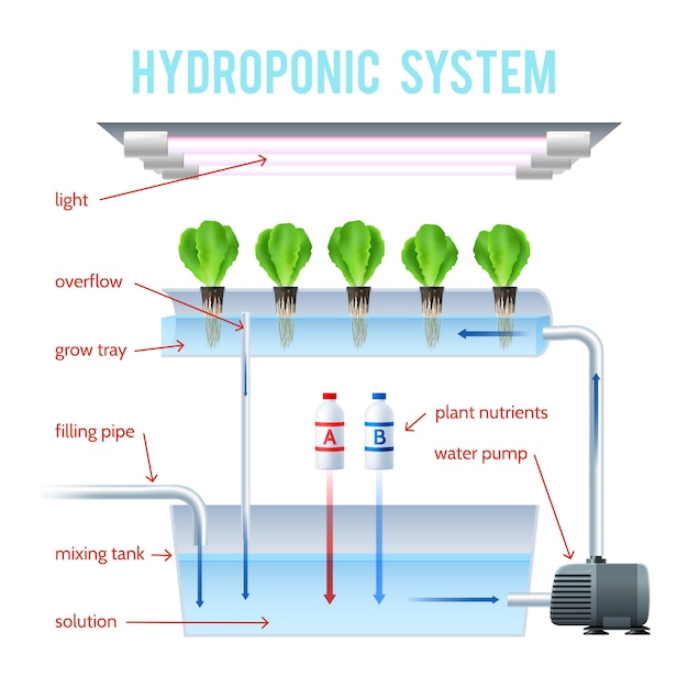 벡터 수경법 색 infographic