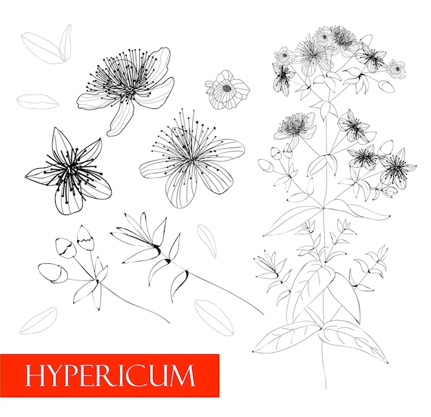 Hypericum 식물 선형 그림 약용 식물 벡터 드로잉 꽃밭