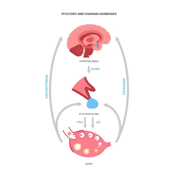 Hypofyse- en eierstokhormonen. een deel van het vrouwelijke voortplantingssysteem. verbinding met eierstok en hypofyse. weg van oestrogeen en progesteron van hypothalamus naar eierstok vectorillustratie.
