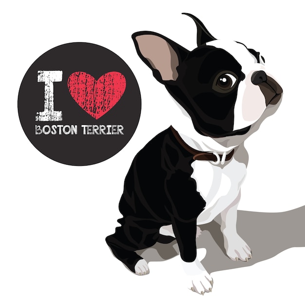 Vector i love boston terrier