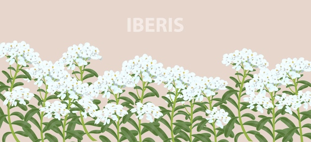 Iberisbloemen op een horizontale realistische banner voor print en ontwerp vectorillustratie