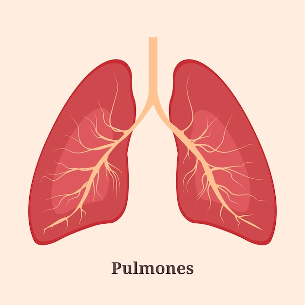 Icon banner poster flat illustration with human lungs and pulmones text