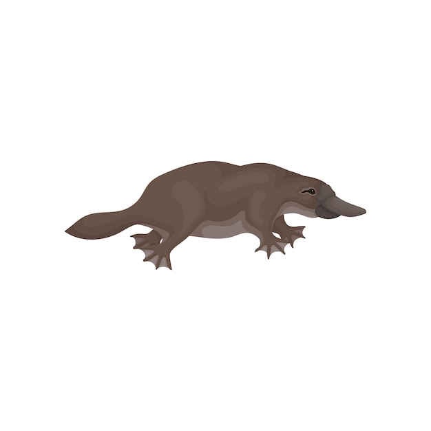 Vector icon of brown platypus side view aquatic mammal animal of australia wildlife and fauna theme graphic element for zoology book detailed flat vector illustration isolated on white background