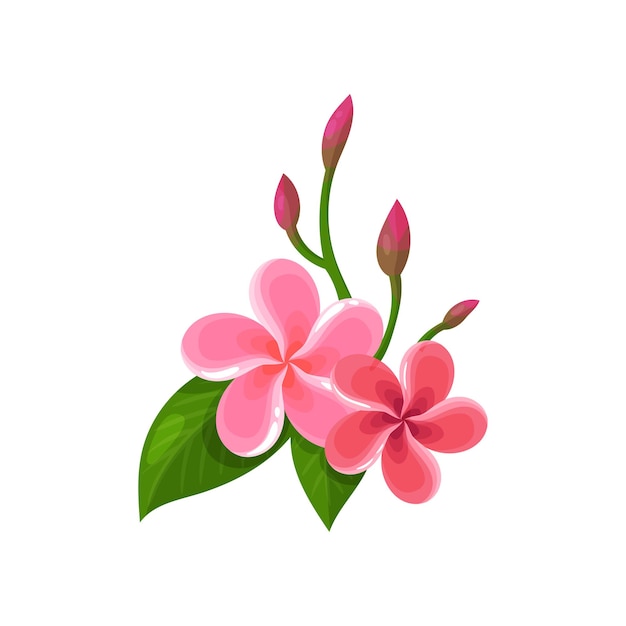 Икона франжипани плюмерия тропические цветы с розовыми лепестками и зелеными листьями плоский вектор для открытки ботанической книги или баннера