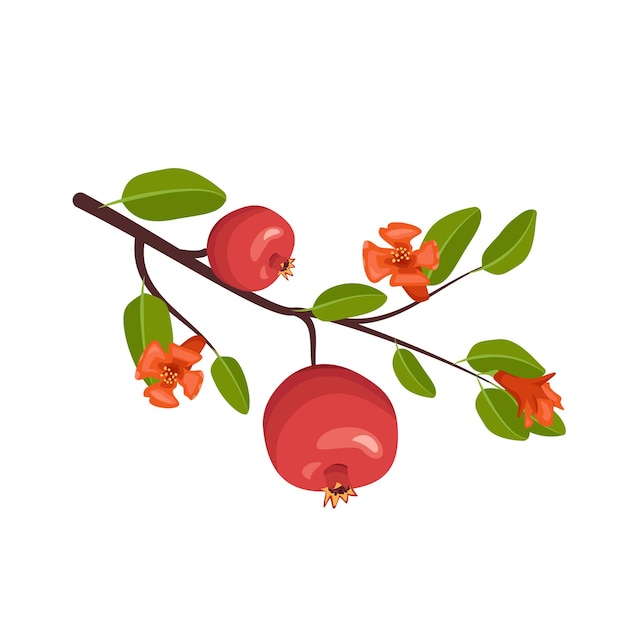 Icon of whole red pomegranate on branch with leaves and flowers. Healthy fruits for proper nutrition. Sweet food for diet. Vector flat illustration