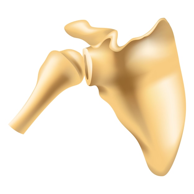 Iconen van menselijke gewrichten vector voor orthopedie en chirurgie medisch ontwerp Iconen geïsoleerde vector van sleutelbeen en handgewrichten met kraakbeen synoviale vloeistof voor orthopedische behandeling geneeskunde