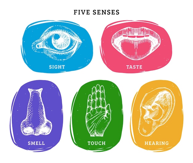 Icons set of five human senses in engraved styleVector color illustration of sensory organs