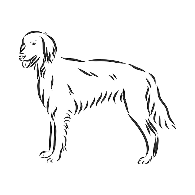 Ierse rode setter hond, contour vectorillustratie