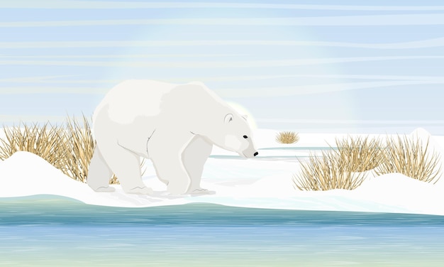 IJsbeer aan de kust bij de zee. Droog gras, sneeuw. Dieren van de poolcirkel. Realistische vector