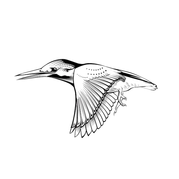 IJsvogel Vogel Gravure Vectorillustratie