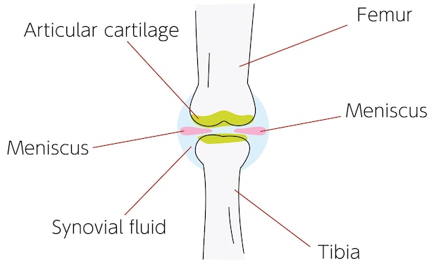 벡터 무릎 관절 주변의 일러스트