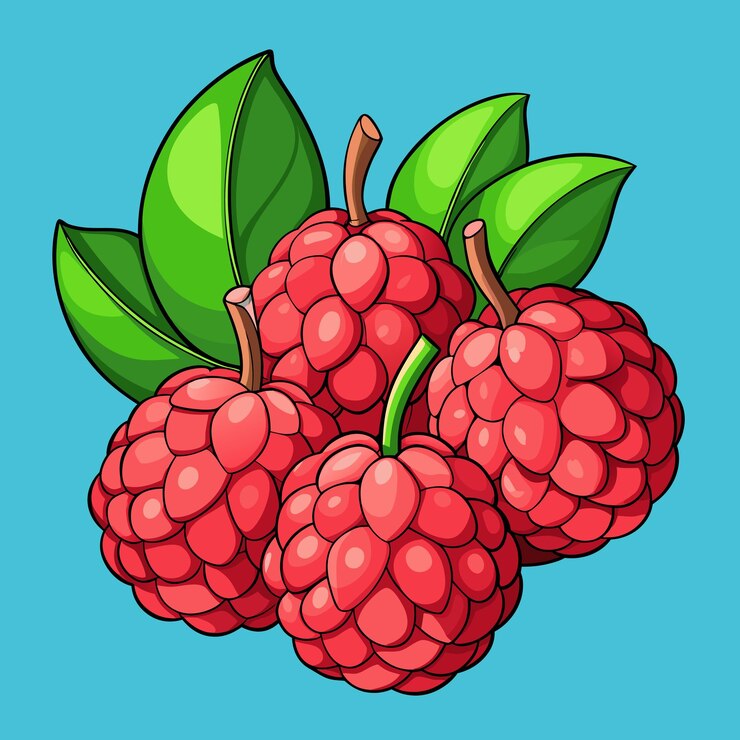 Vector illustrated lychee fruit bunch vector graphic