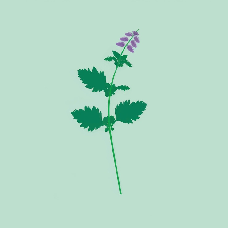 Vector illustrated mint plant with leaves