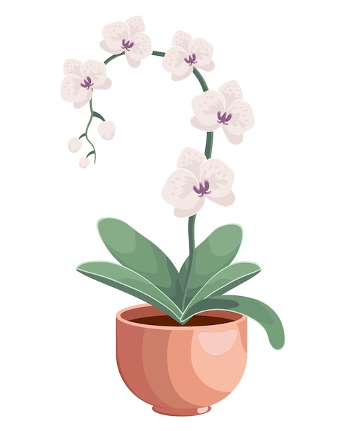 Illustratie getekend delicate witte orchidee bloemen in een pot Gedetailleerde illustratie clip art