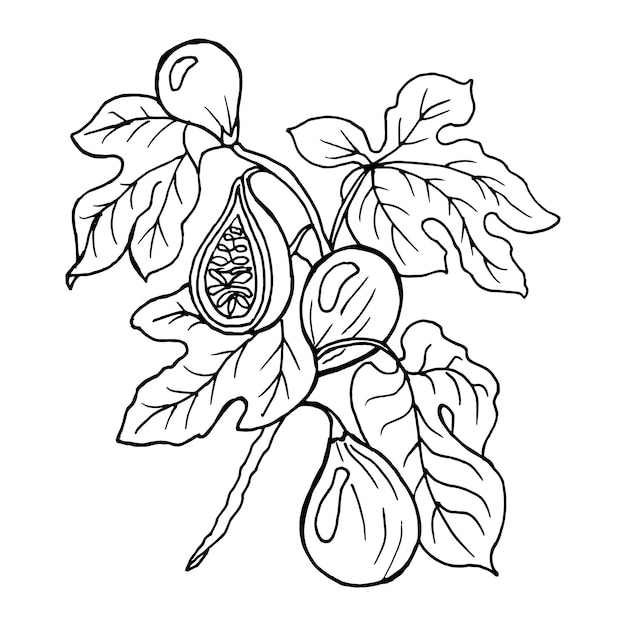 illustratie, handgetekende contour van vijgentakken met fruit en bladeren, schets om in te kleuren