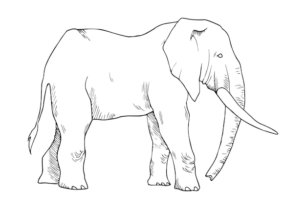 Illustratie in olifant Art Ink Style