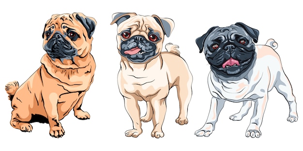 Illustratie ingesteld schattig pug hondenras