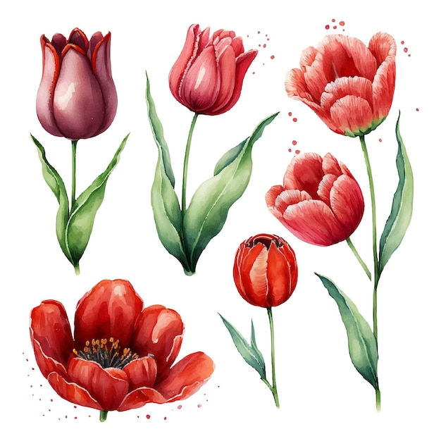 Illustratie van aquarel hand getrokken set van kleurrijke rode tulpen geïsoleerd op witte achtergrond lente bloemen kaart voor moederdag 8 maart bruiloft