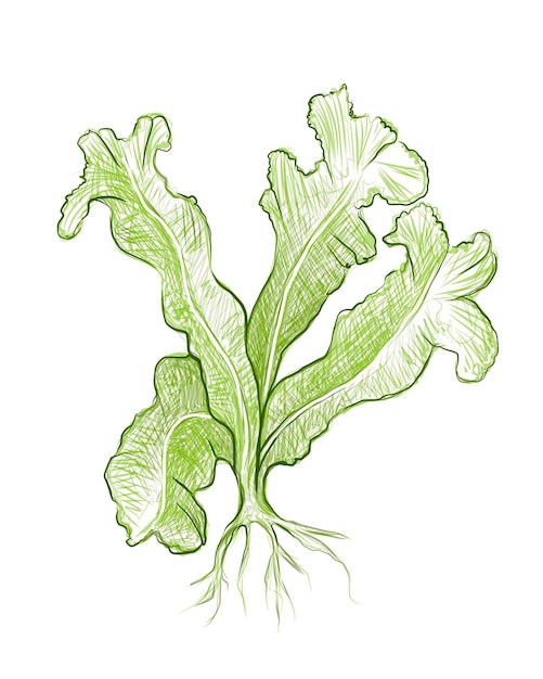 Illustratie van bird's nest fern of asplenium nidus plant