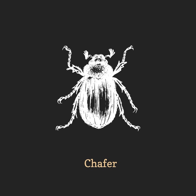 Illustratie van Chafer kever Getekend insect in graveerstijl Schets in vector