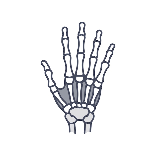 Illustratie van de anatomie in de medische wetenschap