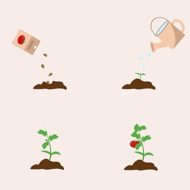 Illustratie van de groeifasen van tomaten. Tomaat gekweekt in de tuin. Tomatenzaden. Vectorillustratie