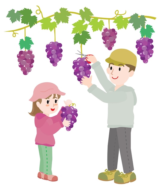 Illustratie van de ouder en het kind die druiven plukken
