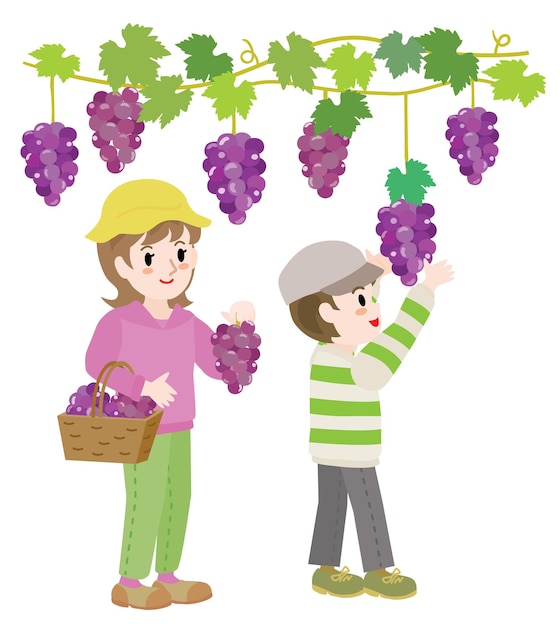 Vector illustratie van de ouder en het kind die druiven plukken