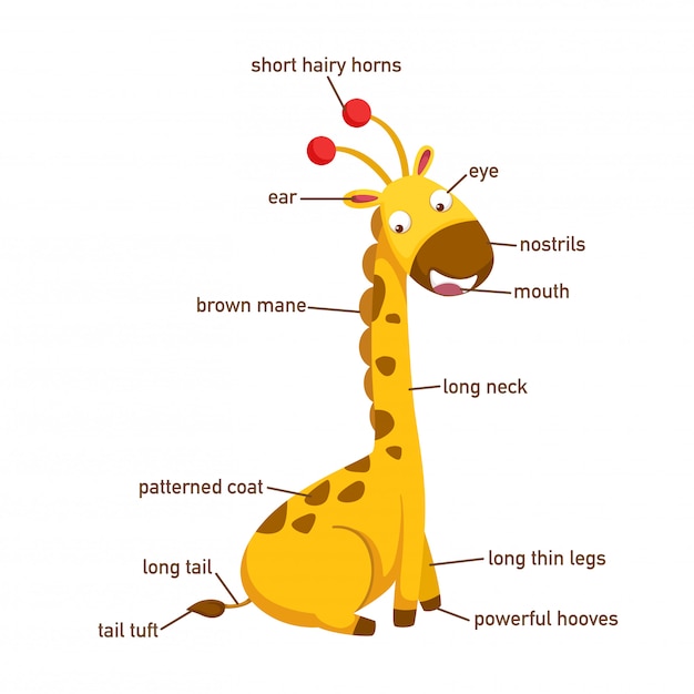 Illustratie van een deel van de girafwoordenschat van lichaam vector