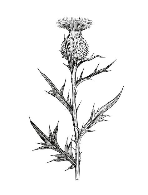 Illustratie van een distelplant in gravure in retro-stijl
