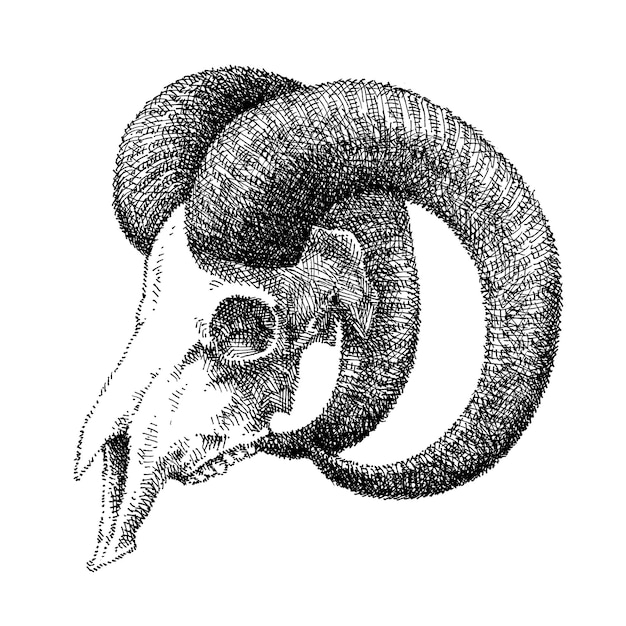 Illustratie van een geitenschedel met grote hoorn