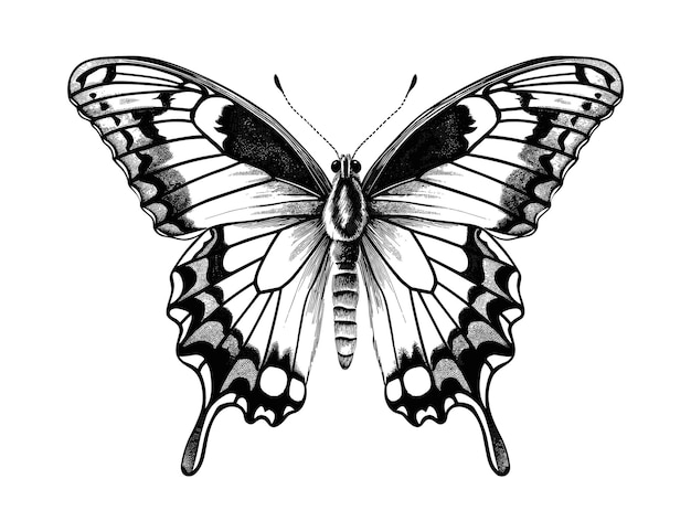 Illustratie van een met de hand getekende vlinder
