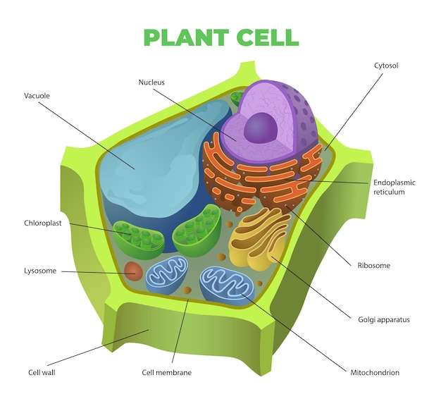 illustratie van een plantenceldraam