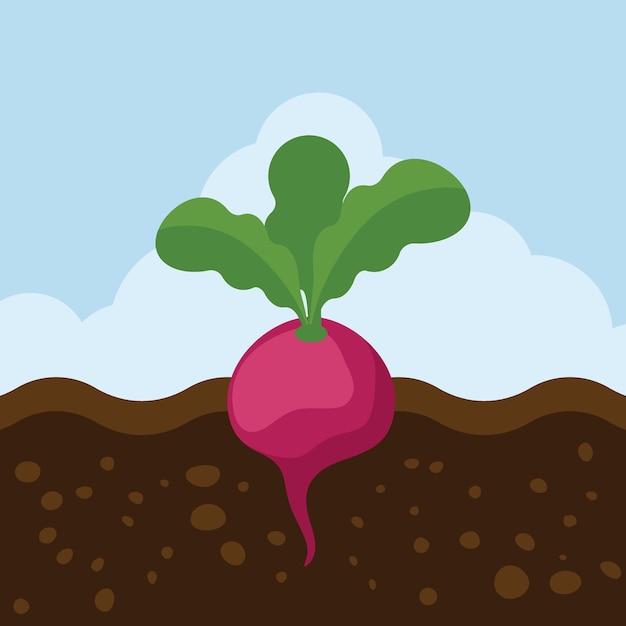 Vector illustratie van een voedselillustratie van beet