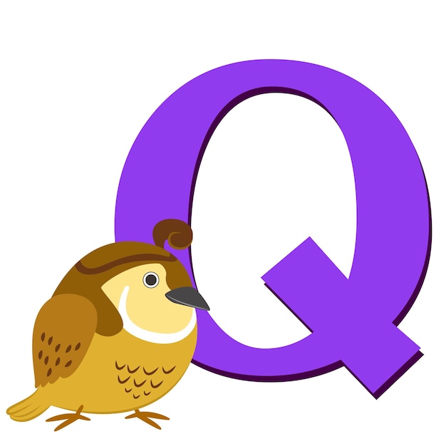 illustratie van geïsoleerd dierlijk alfabet Q met kwartel op wit
