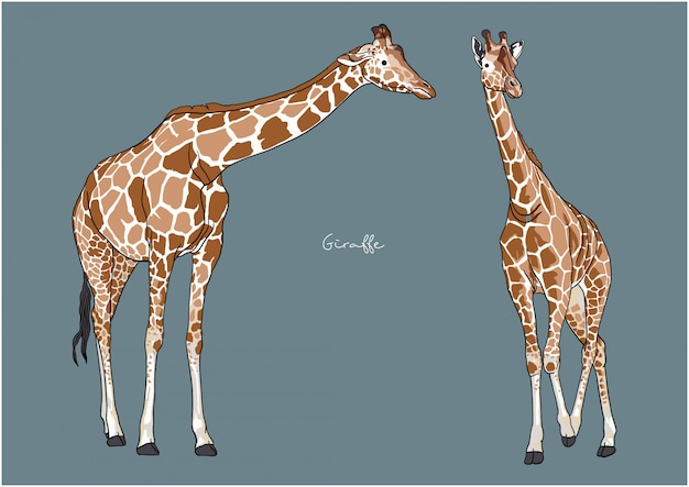 Vector illustratie van giraffe