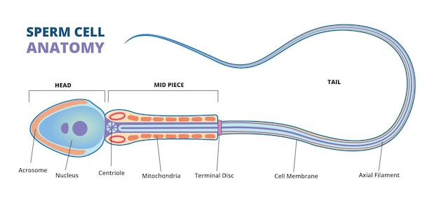 illustratie van het diagram van de menselijke spermacellen