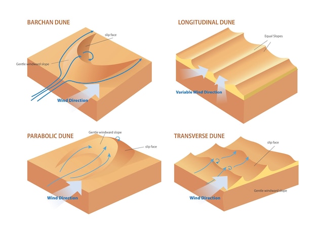 Vector illustratie van het diagrama van de soorten dwarsdoorsnede van de duinen