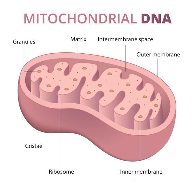 Illustratie van het mitochondriale DNA-anatomie-diagram