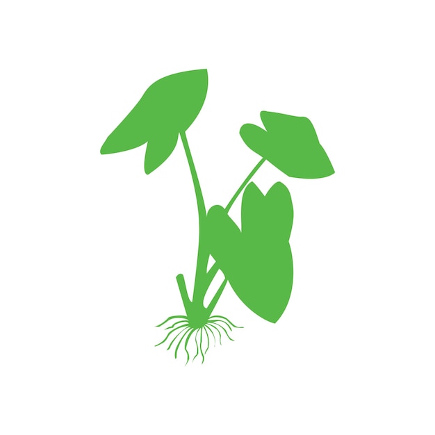 Vector illustratie van het vectorontwerp van de taro-plant op een witte achtergrond