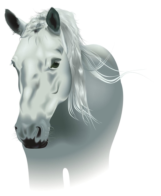 Vector illustratie van het witte paard