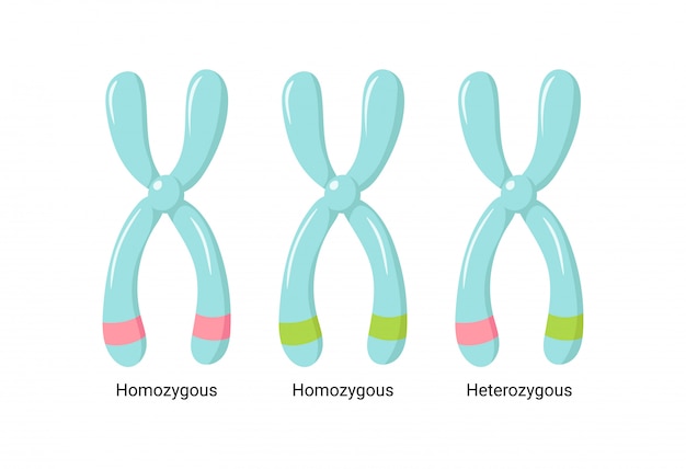 Illustratie van heterologe en homologe chromosomen